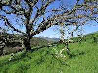 img_001_0096_182  above Valley Oak.jpg