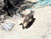 Bobcat by house.jpg