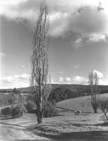 ladera 1946.tif