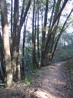 Bay tree wall.jpg