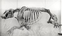 Skeleton.tif