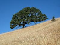 PVR tree on slope.jpg