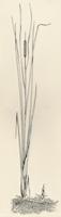 HER-BW-005d_TIF_MSTR.tif