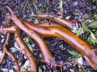 img_001_0041_130 Madrone branches.JPG