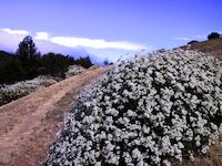 Deer Path trail.JPG