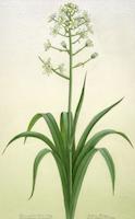 HER-FL-004d_TIF _MSTR.tif