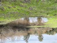 Blue Heron Pond.jpg