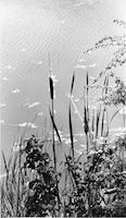 SCE-059p_TIF_MSTR.tif