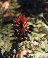 img_001_0014_104 Indian paintbrush.jpg