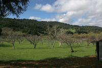 Jelich orchard.jpg