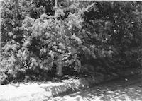 FIR-020p_TIF_MSTR.tif