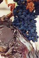 Grapes on the vine.jpg