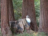 Primeval stump 2.tif
