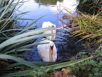 Two swans a swimming.JPG