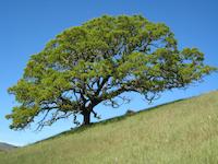 Majestic oak Valley Oak.JPG