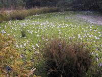 img_001_0241_64.4  Lower  plantspond.JPG