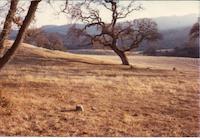 BOV-020d Landscape.jpg