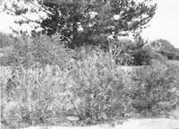 FIR-019p_TIF_MSTR.tif