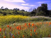 Portola Valley poppies and lupine.jpg