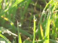 Morning dew on grass Veronica trail.JPG