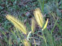 Portola Valley scene 1245.JPG