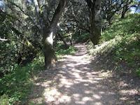 Windy Hill trail.JPG