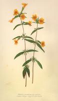 mimulus.tif