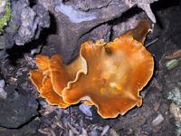 Fungus amngus.JPG