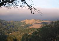 Windy Hill mist 2.JPG