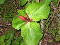 img_001_0069_155 1trillium in spring.jpg