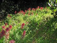 img_001_0012_101 Indian paintbrush at Arroyo trail.jpg