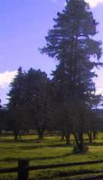 PV redwoods.jpg