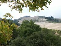 288.5  Windy view leaves.jpg