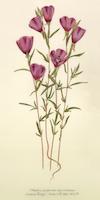 07 Clarkia purpurea viminea  Large Clarkia.tif