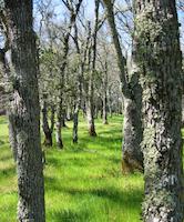 Deer Path forest.jpg