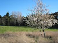 Portola Valley scene 1237.JPG