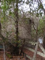 P2047366_backyard.jpg