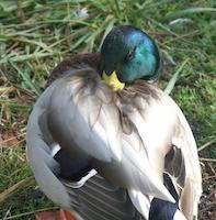 Mallard, bill, please.jpg