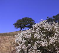 img_001_0207_194  clover at Deer path trail.JPG