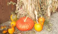 punkins at Ranch House.jpg