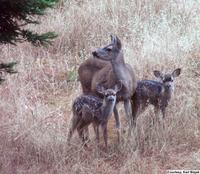 Dear deer.jpg