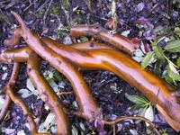 Madrone branches.JPG