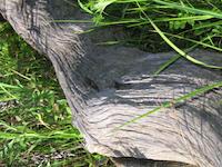 img_001_0055_146 parched limb.jpg