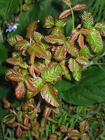 img_001_0058_148 poison oak in spring.jpg