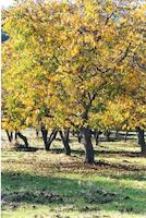 Vertical orchard.tif