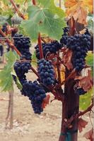 Grapes on vine.jpg