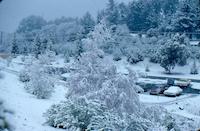 snow at Sequoias [Feb '76] v.4.jpg