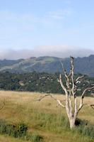 Windy Hill frm Dish3.jpg