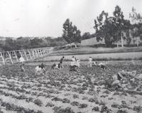 Catoctin strawberry field.tif