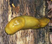 117.5  Homeless snail.JPG